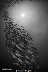 schooling of fish in fan island by Massimo Giorgetta 